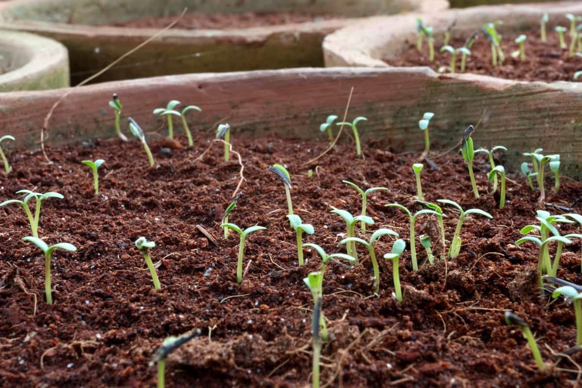 Seedlings in Cocopeat