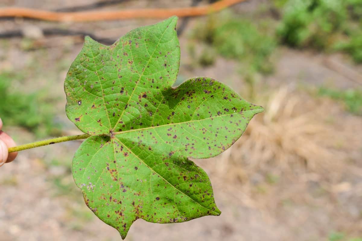Cotton Leaf Disease
