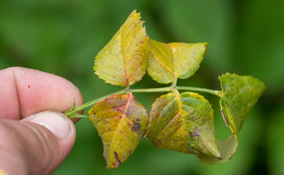 Rose leaves turned yellow due to the lack of chelates in the soil.