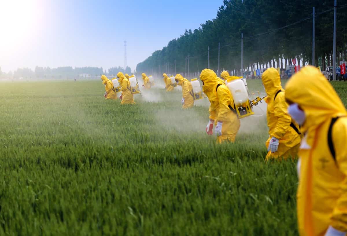 Farmers spraying pesticide in wheat field wearing protective clothing