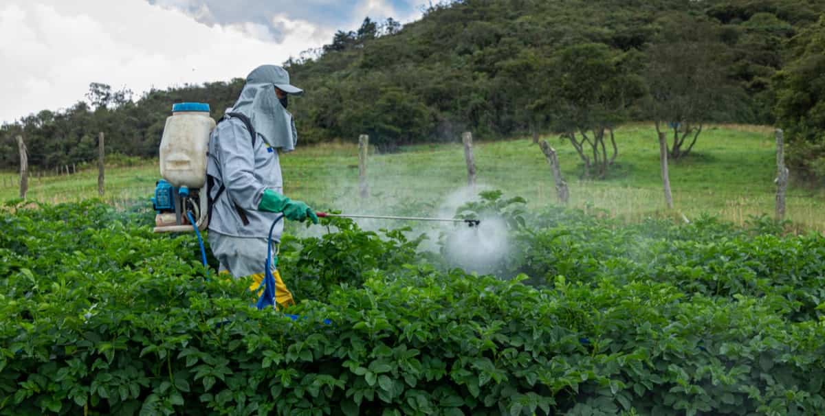Farmer applying insecticide products on potato crop,