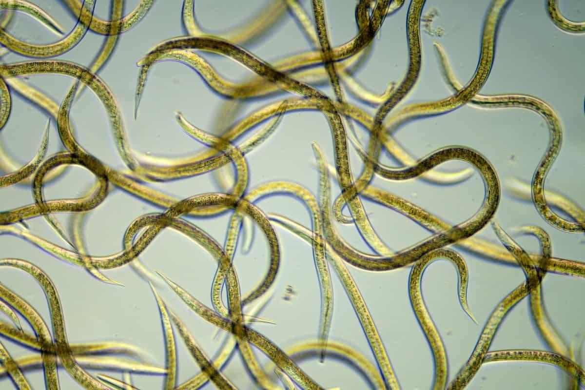 Entomopathogenic Nematodes Worms