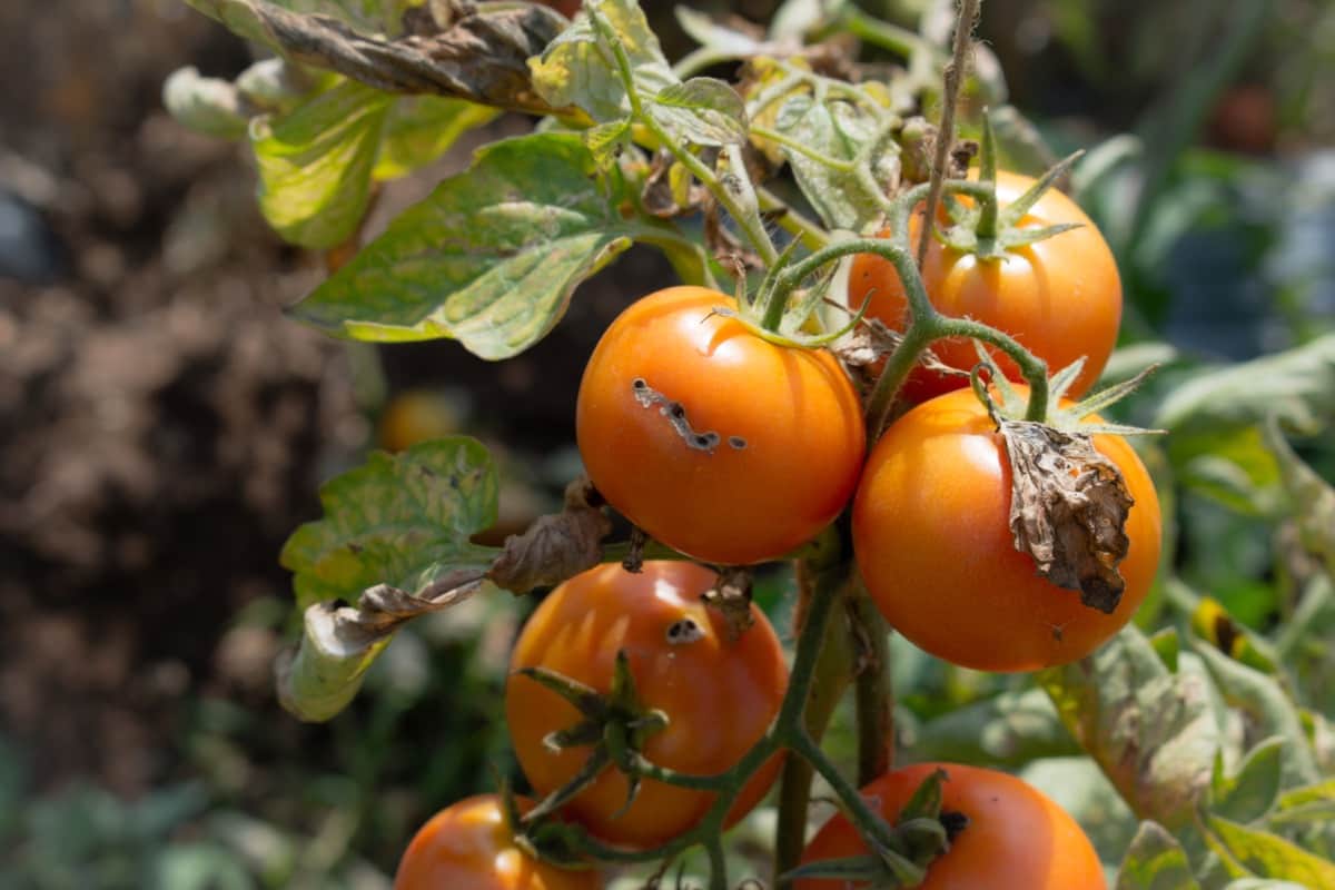 Tomato Plant Disease