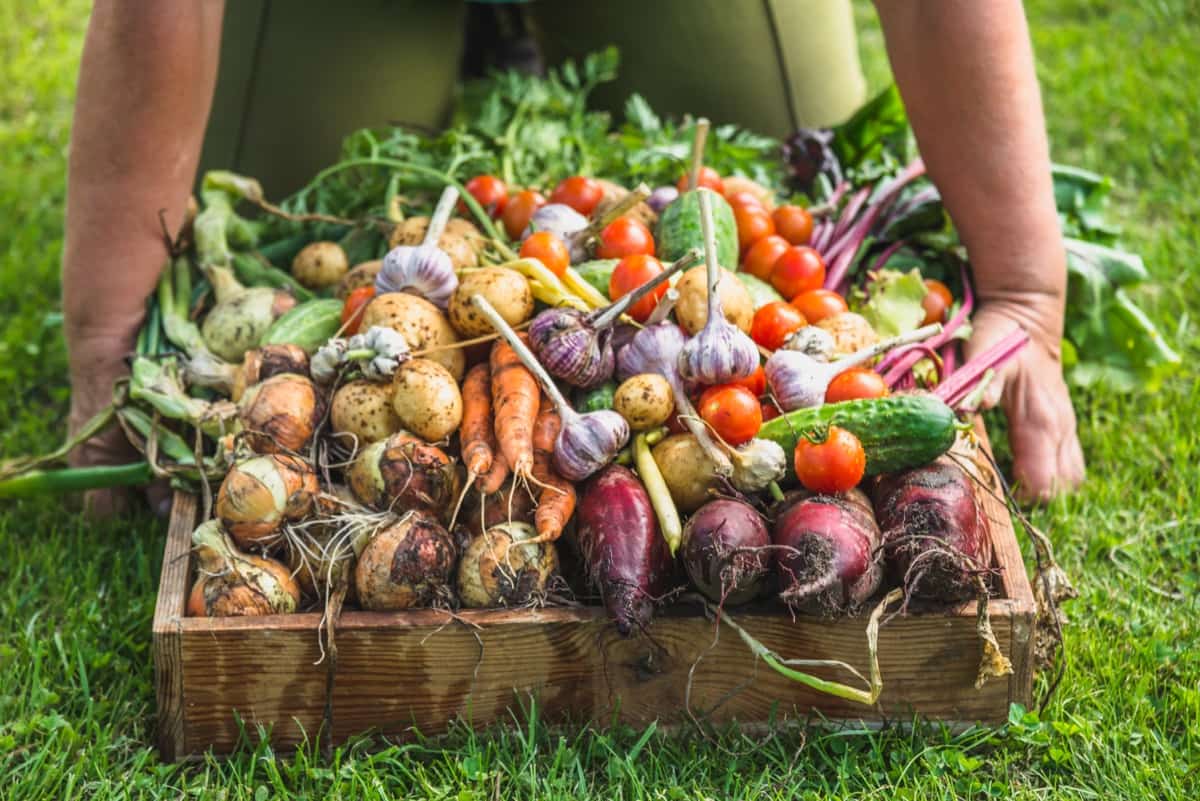 Organic Farm Harvest