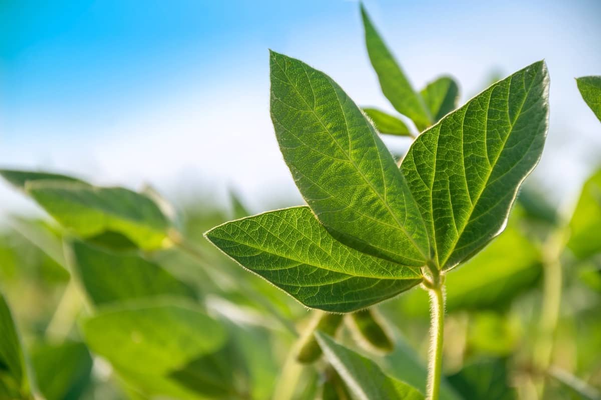 Soybean Plant Growth