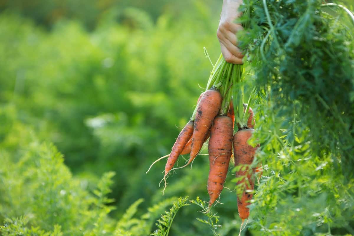 Carrot Harvesting