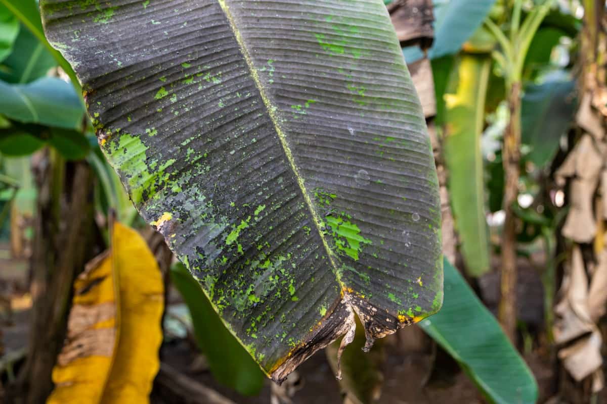 Sigatoka Disease on Banana Leaf