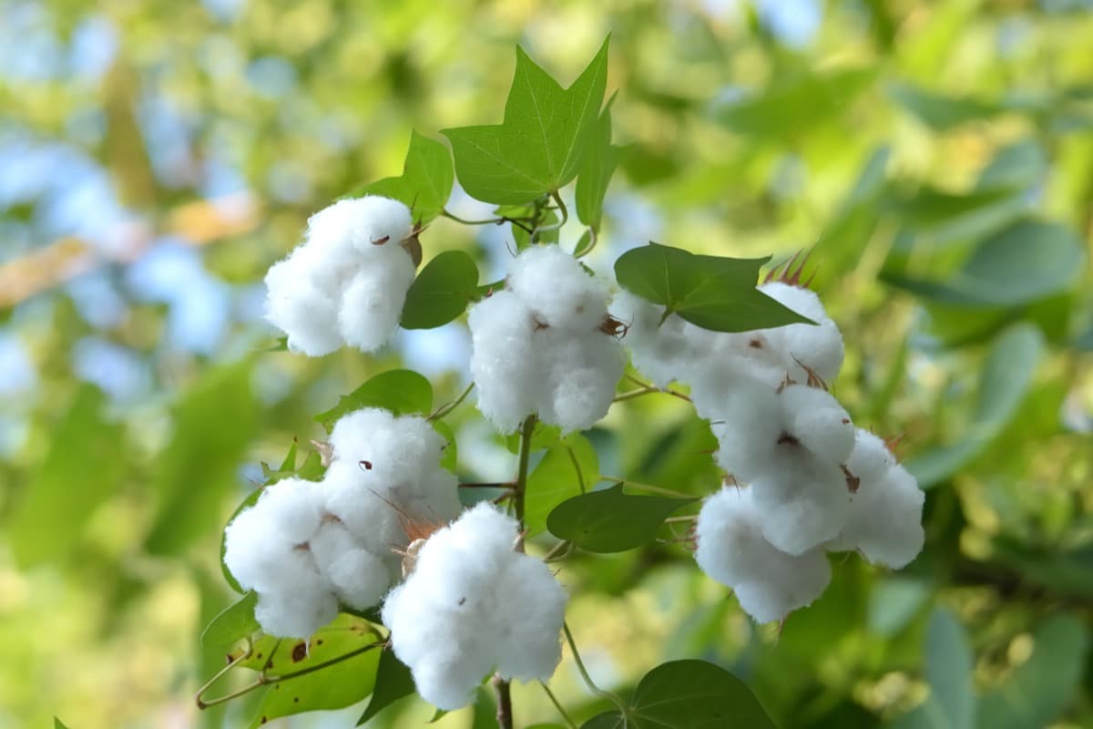 Cotton Plant 