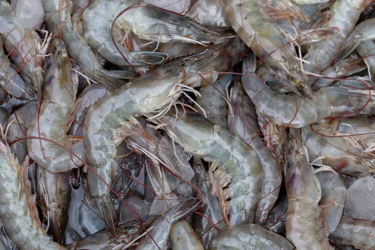 Vannamei Shrimp Farming Yield