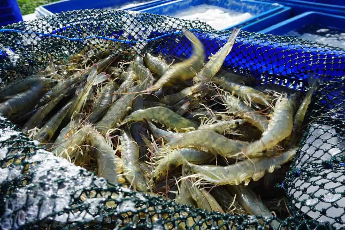 Vannamei Shrimp Farming