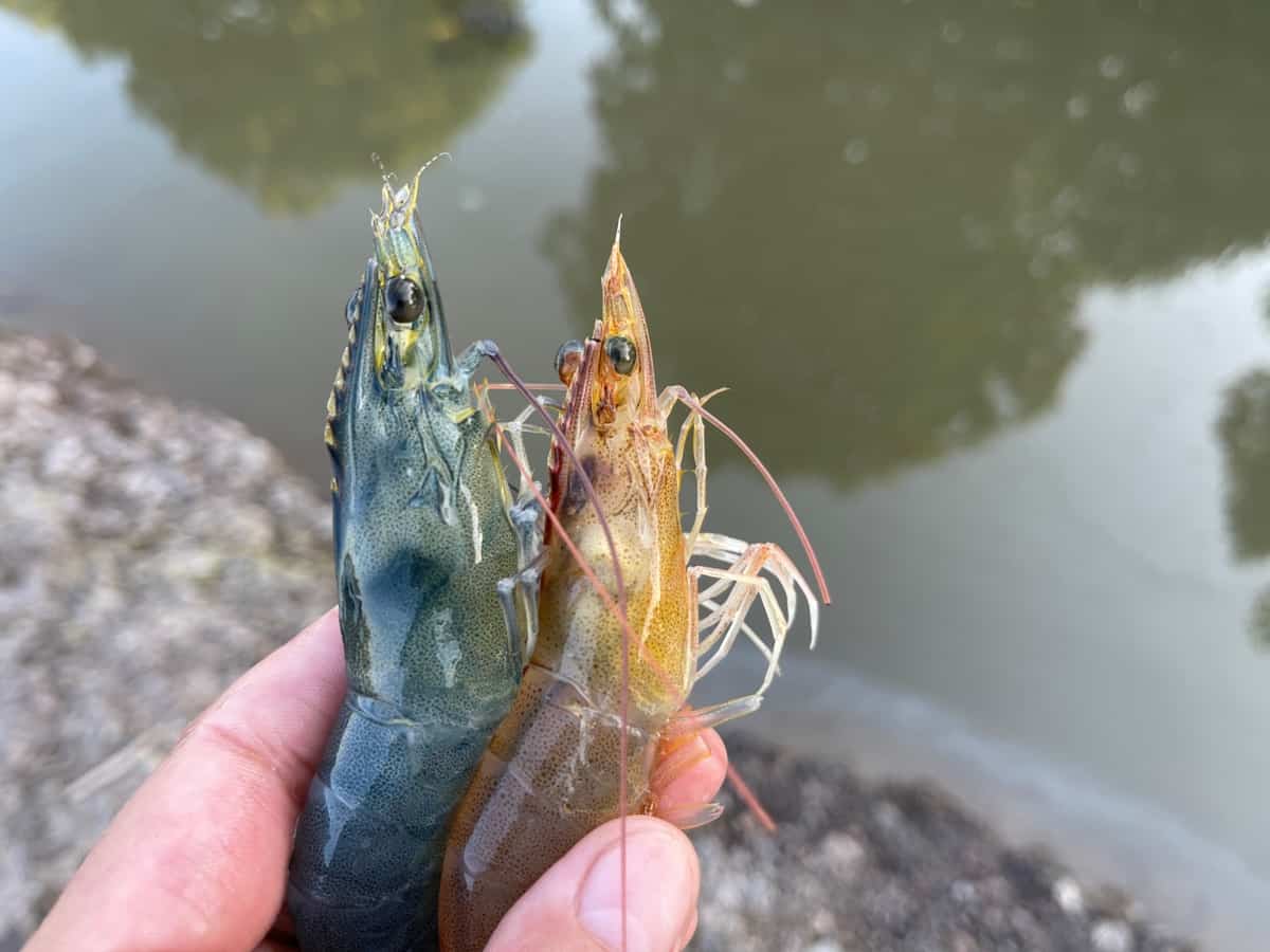 Shrimp Breeds